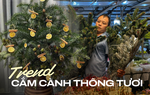 Trend mua cành thông tươi bản địa trưng dịp Noel