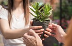 5 loại cây có tên rất đẹp, thích hợp làm quà tặng Tết