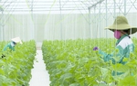 Bình Phước phát triển nông nghiệp theo hướng cụm ngành, chuỗi giá trị