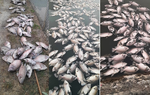 UBND huyện Mai Sơn thông tin sau vụ cá chết hàng loạt ở Sơn La
