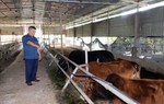 "Dắt tay" đồng bào dân tộc thiểu số ở Hòa Bình cùng thoát nghèo