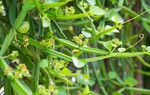 Thực hư về loại cây leo được ví như "xương sống của quỷ" giúp chữa bệnh xương khớp