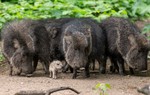 Vì sao lợn rừng lông kim được coi là loài động vật có vú đặc biệt nhất trên Trái Đất?