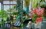 3 mẹo hay giúp cô gái trẻ nổi tiếng nhờ trồng hoa trên ban công 9m2