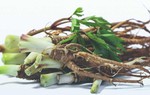 Tại sao đương quy được gọi là "nhân sâm nữ"? 8 lợi ích bất ngờ từ loại thảo dược này