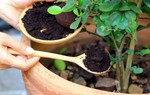 4 điều cần nhớ khi sử dụng bã cà phê cho cây trồng trong nhà