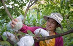Phụ nữ người Nùng vươn lên làm giàu nhờ trồng na
