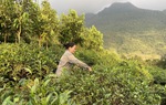 Hỗ trợ sinh kế cho phụ nữ xóa đói, giảm nghèo
