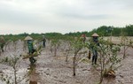 Những người phụ nữ miệt mài bám biển, phủ xanh cho rừng ngập mặn