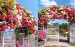 Cổng nhà rực rỡ sắc màu khiến người đi qua mê mẩn, học chủ nhà bí kíp cho hoa nở đúng Tết