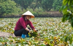Nhộn nhịp mùa thu hoạch ấu "trụi" trên sông ở Hải Dương