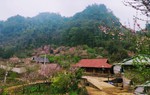 Sắc thắm hoa đào đẩy lùi cây thuốc phiện ở “thánh địa ma túy” Lóng Luông