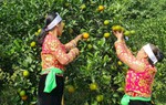 Đẩy mạnh xúc tiến thương mại cho các sản phẩm nông, lâm sản của tỉnh Hòa Bình 