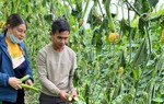 12.000 gốc bí sắp thu hoạch bị kẻ gian phá hoại ở Nghệ An