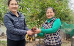 Thái Bình: Làn gió mới từ mô hình “10 giúp 1” hỗ trợ hội viên thoát nghèo 