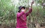 Lao động mùa vụ tất bật tuốt lá đào kiếm thu nhập dịp cận Tết