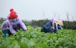 Chủ động phòng, chống rét đậm, rét hại kéo dài