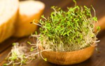 Cỏ linh lăng có tác dụng gì đối với sức khoẻ?