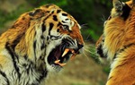 Quốc gia nào có số lượng hổ nhiều nhất trên hành tinh của chúng ta?