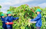 Nâng cao năng lực, tăng khả năng cạnh tranh cho sản phẩm của bà con dân tộc tại Gia Lai 