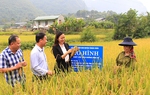 Giữ ổn định diện tích 3,56 triệu ha đất trồng lúa
