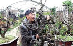 Kỳ công chăm sóc chục năm để "đào tiến vua" Nhật Tân nở hoa đúng Tết