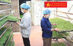 Lợi ích kép sản xuất hàng hóa, nông sản Việt Nam theo chuỗi giá trị