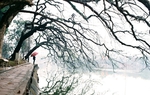 Hơi thở mùa đông
