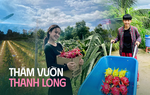 Sẽ thế nào nếu vườn thanh long trở thành điểm đến cực hot cho chuyến du lịch Tết 2024?