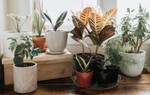 7 loại cây cảnh dễ chăm dành cho người mới trồng