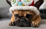 Cô cún Tiểu Mỹ Tèo nổi tiếng trên TikTok vừa qua đời