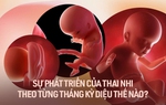 Sự phát triển của thai nhi theo từng tháng kỳ diệu thế nào? 