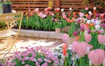 Khu vườn sở hữu đến 200 cây hoa tulip của cô gái trẻ