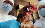 Virus H5N1 độc lực cao, có khả năng lây từ gia cầm sang người: Dấu hiệu nhận biết nhiễm bệnh
