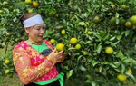 An toàn cho môi trường nông thôn từ trồng cam không sử dụng hóa chất 