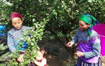Góp ý dự thảo Luật Đất đai (sửa đổi): Cần ưu tiên có đất sản xuất, đảm bảo sinh kế cho đồng bào dân tộc thiểu số