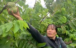 Khởi nghiệp với cây na Thái trên vùng đất sỏi đá