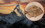Tại sao trên dãy Himalaya lại có hóa thạch của loài cá?