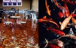 Quán cà phê ở Thái Lan bơm ngập nước để khách hàng có thể tự do ngâm chân với cá Koi