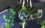 8 loại cây cảnh có thể giúp cân bằng độ ẩm trong nhà