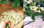 Tháng 3 mùa hoa bưởi: Chuyên gia chỉ loạt bài thuốc chữa bệnh và làm đẹp