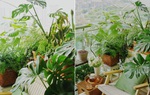 Khéo biến 6m2 ban công thành khu vườn xanh mướt