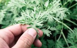 Cây ngải cứu có giúp giảm đau khớp do thay đổi thời tiết không?