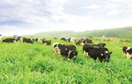 Sữa tươi sạch TH true MILK: Hành trình vì tầm vóc Việt của một ‘chuyên gia dinh dưỡng’