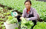 Khởi nghiệp trồng rau sạch từ những đồng vốn trĩu tình của Hội
