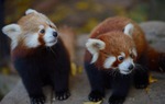 Gấu trúc đỏ có phải là động vật có vú có đuôi dài nhất trên hành tinh không?