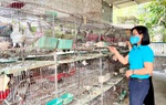 Phú Bình, Thái Nguyên: Nâng cao sức khỏe giúp phụ nữ làm kinh tế giỏi