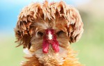 Điều gì sẽ xảy ra với con người nếu không có những con gà trên thế giới?