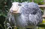 Cò Shoebill: Nhìn xấu xí nhưng lại ăn thịt được cả linh dương và cá sấu