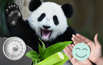 Chăm sóc "quốc bảo" của Trung Quốc: Hàng trăm người ứng tuyển nhưng không ai được thông qua